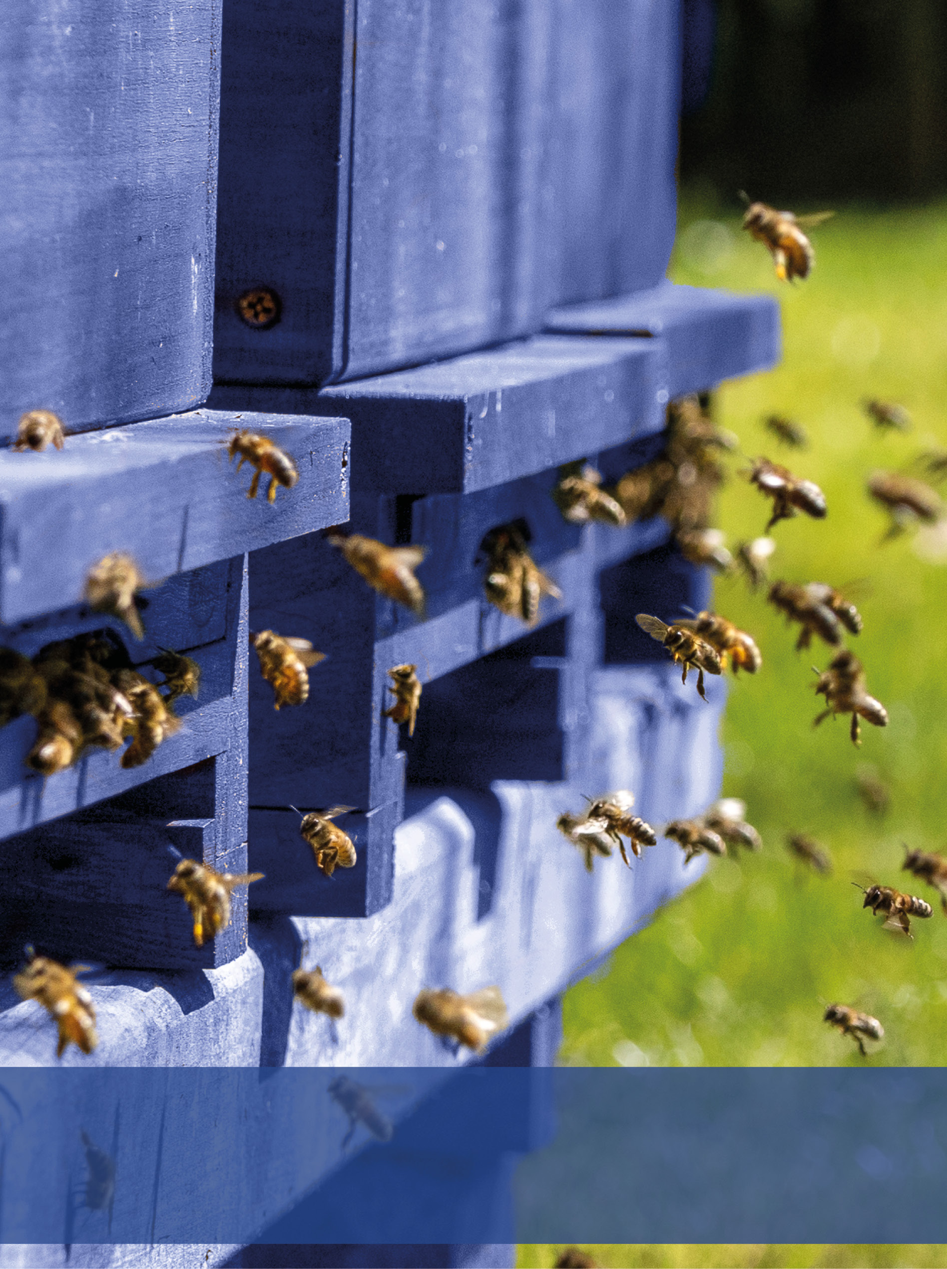 die statmath Bienen vor ihrem Bienenstock